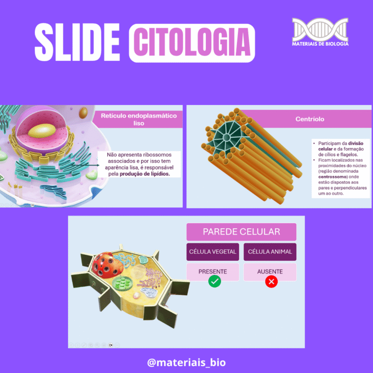 SLIDE ORGANELAS CITOPLASMÁTICAS - Imagem 3