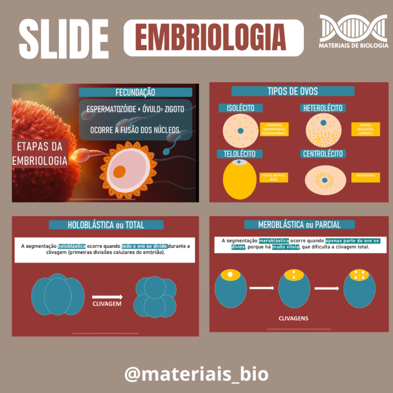 SLIDE DE EMBRIOLOGIA - Imagem 2