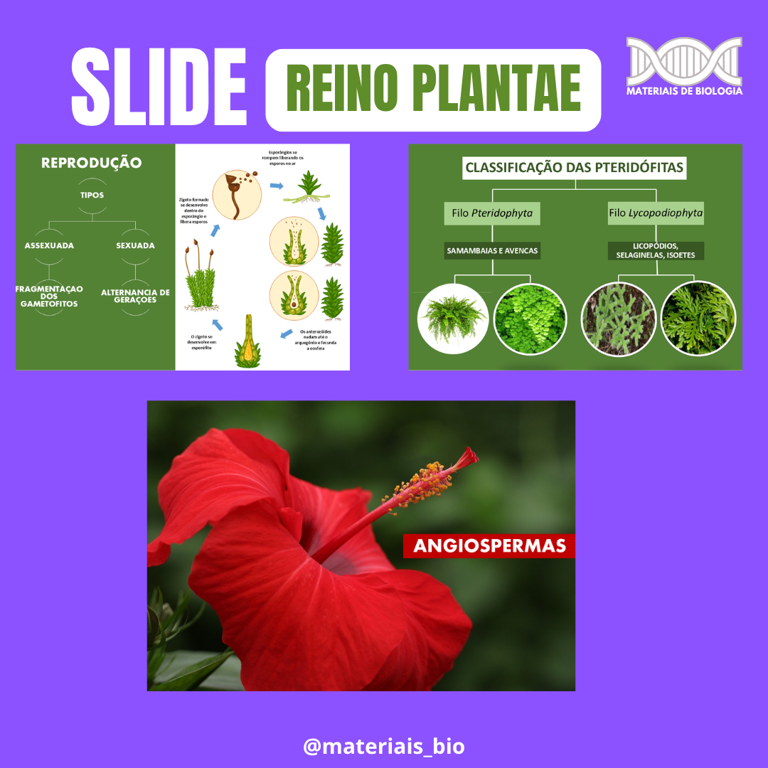 SLIDE- REINO DAS PLANTAS - Imagem 2