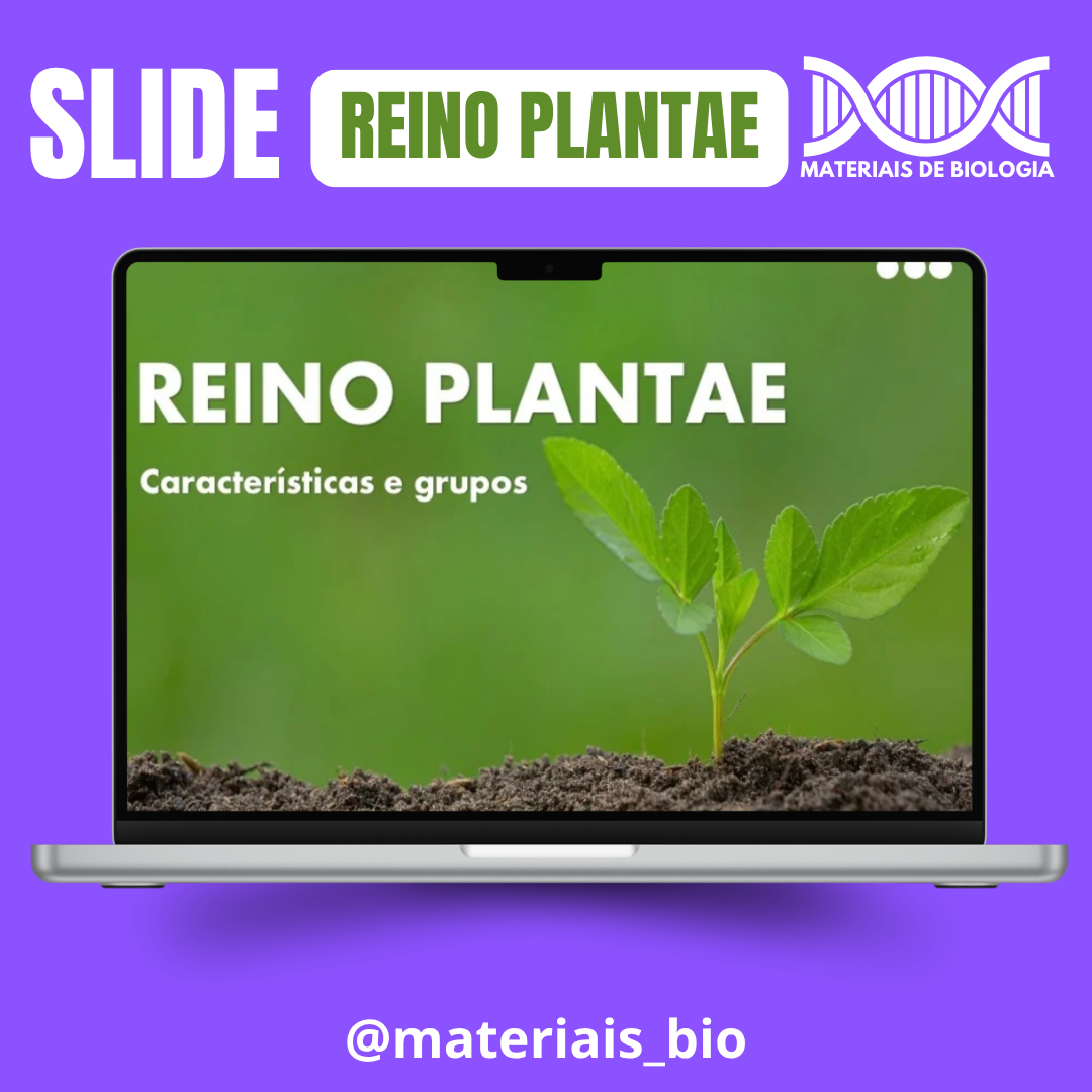 SLIDE- REINO DAS PLANTAS