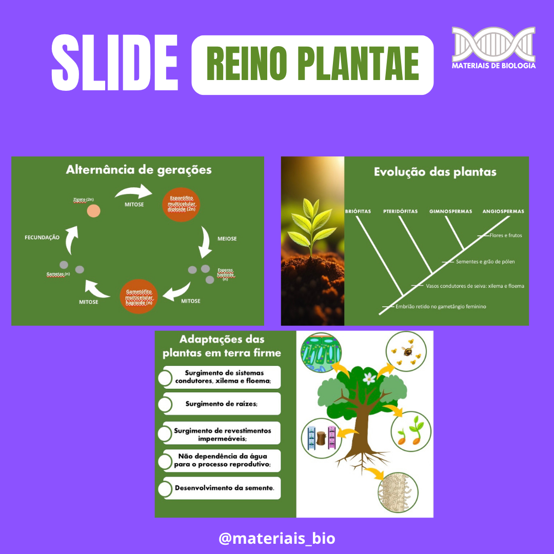 SLIDE- REINO DAS PLANTAS - Imagem 3